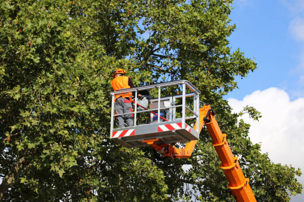  Creston, IA Tree Services Pros