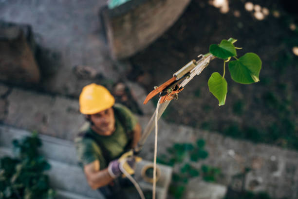 Best Emergency Tree Removal  in Creston, IA
